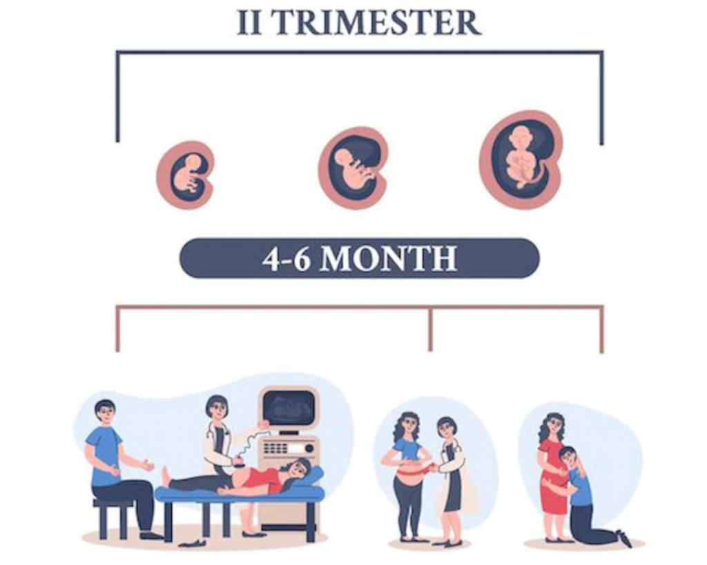 body changes in second trimester